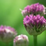 CCTV中超联赛直播:绿茵豪门激战正酣 adk8hp7yw