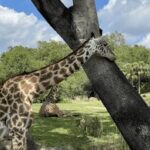 《秦之声》在线直播:聆听三秦大地的戏曲回响 k8t01538